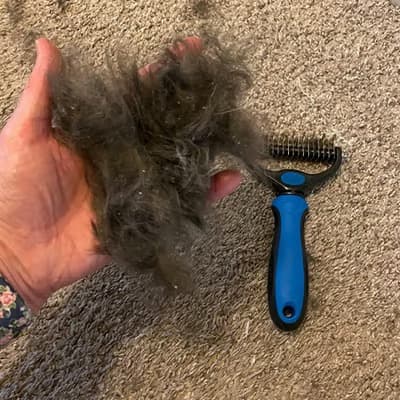 🧔 Andrzej, właściciel border collie